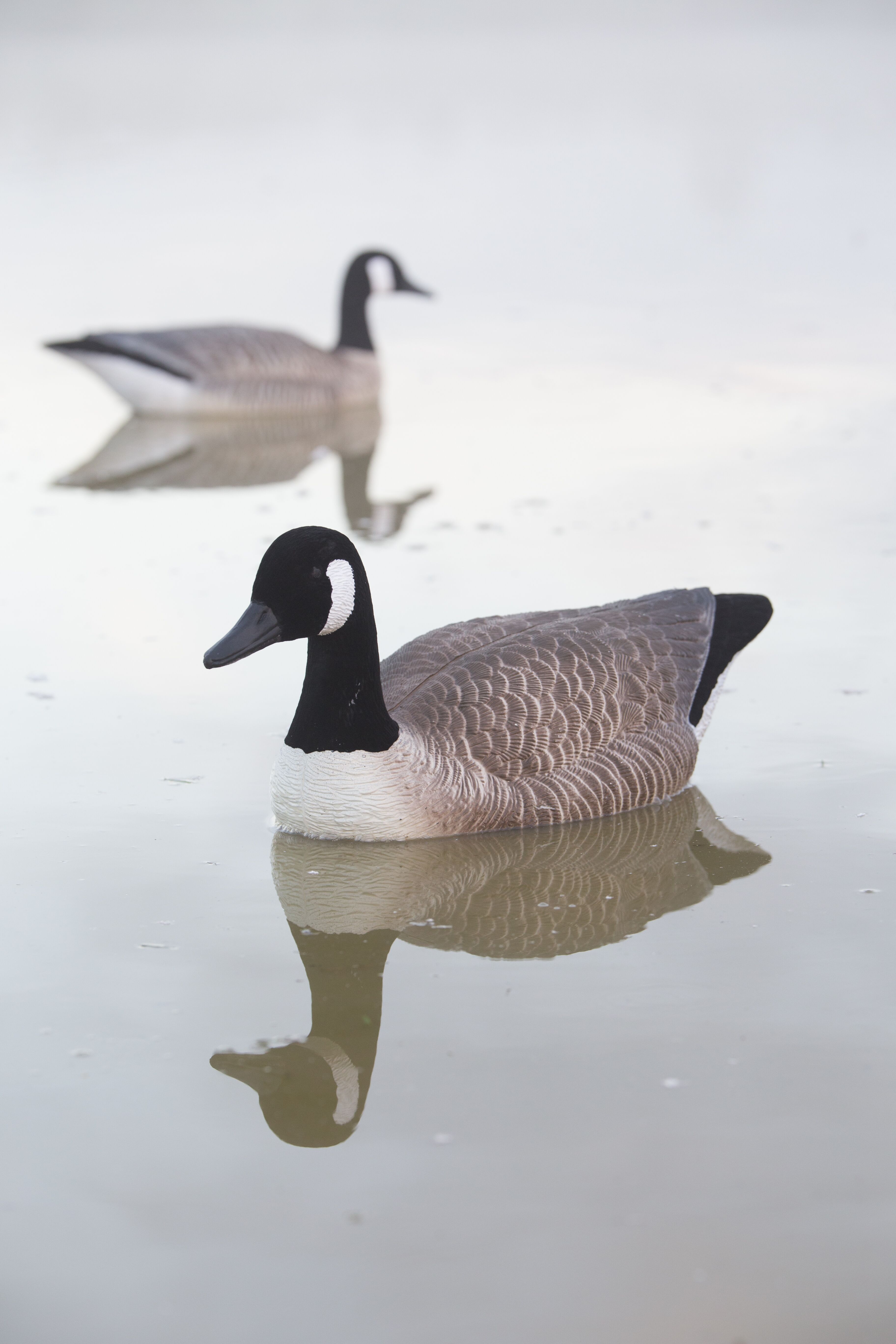 Game On Canada Goose Floater Decoys with Flocked Head & Tail: 4-Pack NZ -  Decoys by Gun City