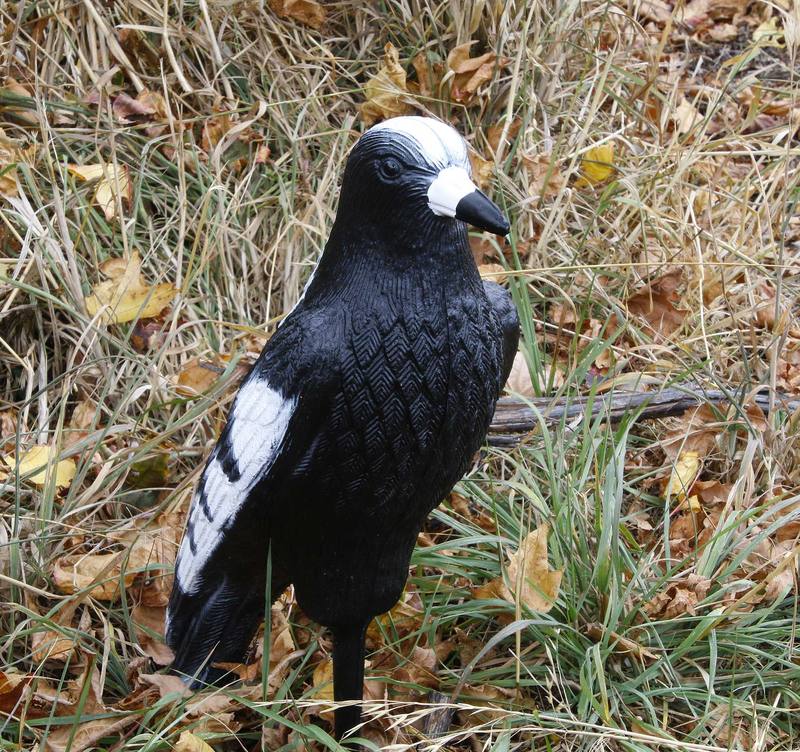 Buy Outdoor Outfitters 17" Magpie Full Body Decoy in NZ New Zealand.