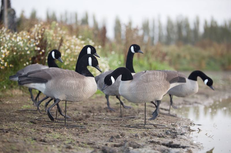 Buy Game On Canada Goose Full Body Flocked: 6-Pack in NZ New Zealand.